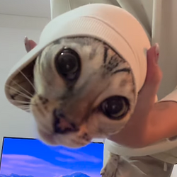 CatZooka