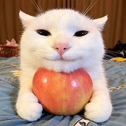 ACAT