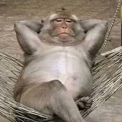 MONKE