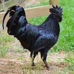 BLACKCOCK