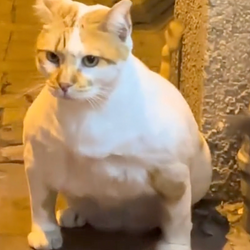 PumpCat