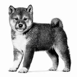 doge