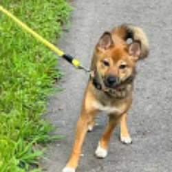 TSUKI