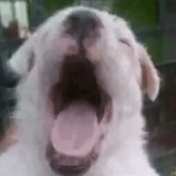 popdog