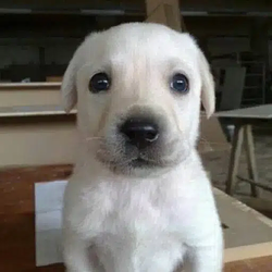 milly