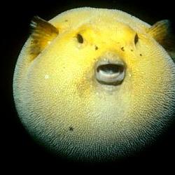 Chudfish