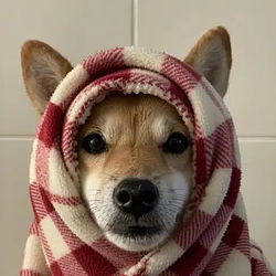 wDOG