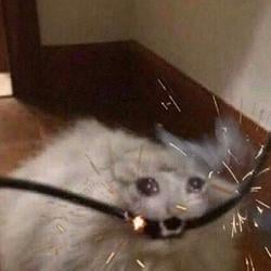 MWS