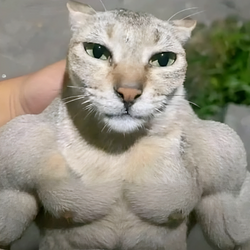 CHADCAT