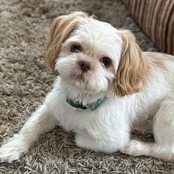 Cooper