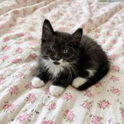 Oreo / SOL