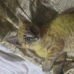 $CZKITTY