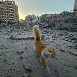 winkcat