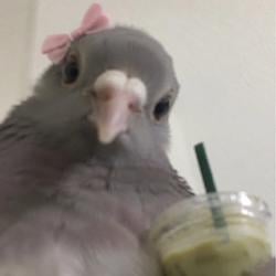 patcha