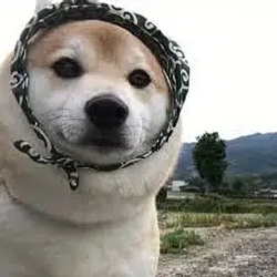 fren / SOL
