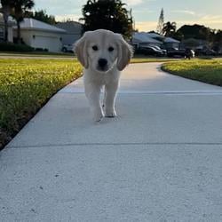 buster