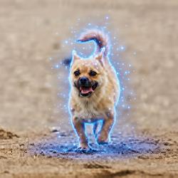 Gobi