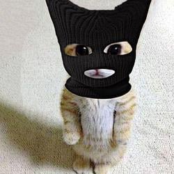 AnCat