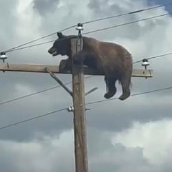 BEAR / USDC