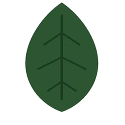 hornbeam