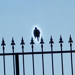 Crow