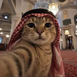 Sheikhcat / SOL