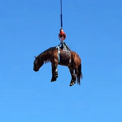 HORSEFLY / SOL