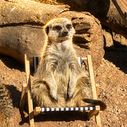 Meerkats
