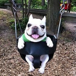 SWINGDOG