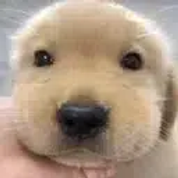 富贵