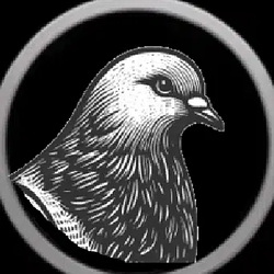 Pigeon