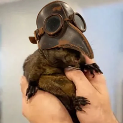 PNUT