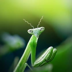 MANTIS