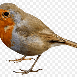 ROBIN