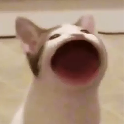 POPCAT / SOL
