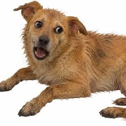 STRAYDOGE / USDG