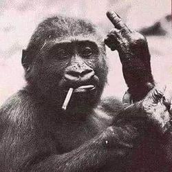 FU Monkey