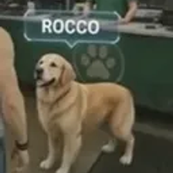 ROCCO