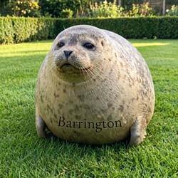 BARRINGTON / SOL