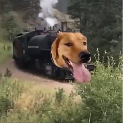 Train Dog / SOL