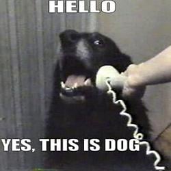 CALLDOG / SOL