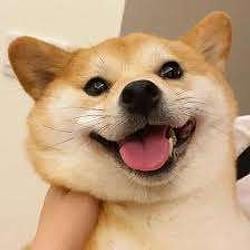 汪星人