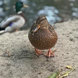 Duck