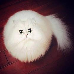 SNOWBALL