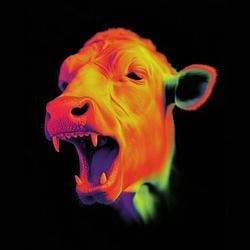 NeonBull / SOL