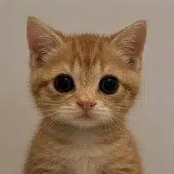 neko