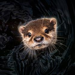 Otter