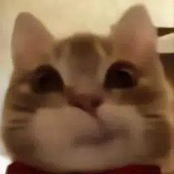 smugcat