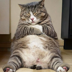 Fatcat