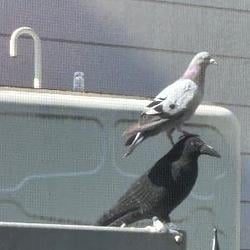 MockBird